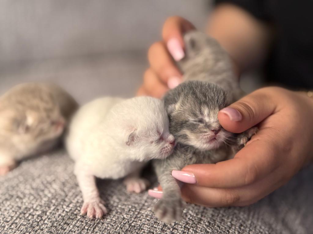 Prachtige Britse Korthaar kittens beschikbaar, Geslacht onbekend