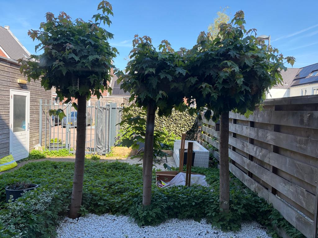 Drie prachtige bolbomen voor uw tuin, Tuin en Terras, Bloeit niet, 100 tot 250 cm, Ophalen, Volle zon