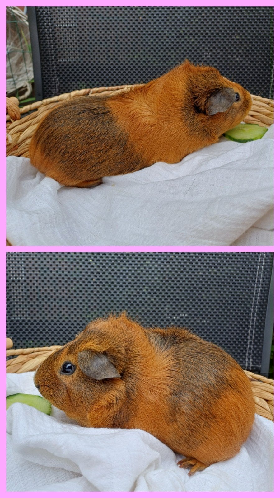 mooi cavia zeugje - 3 maanden oud, Dieren en Toebehoren, Knaagdieren, Mei, Vrouwelijk, Cavia