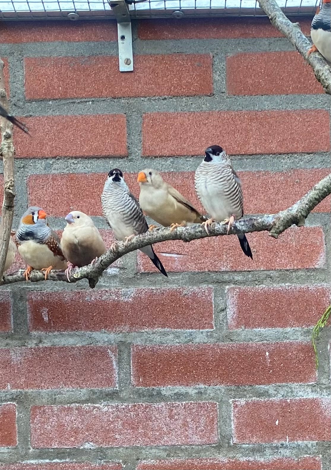 2 ceresamadines, Dieren en Toebehoren, Mannelijk, Tropenvogel