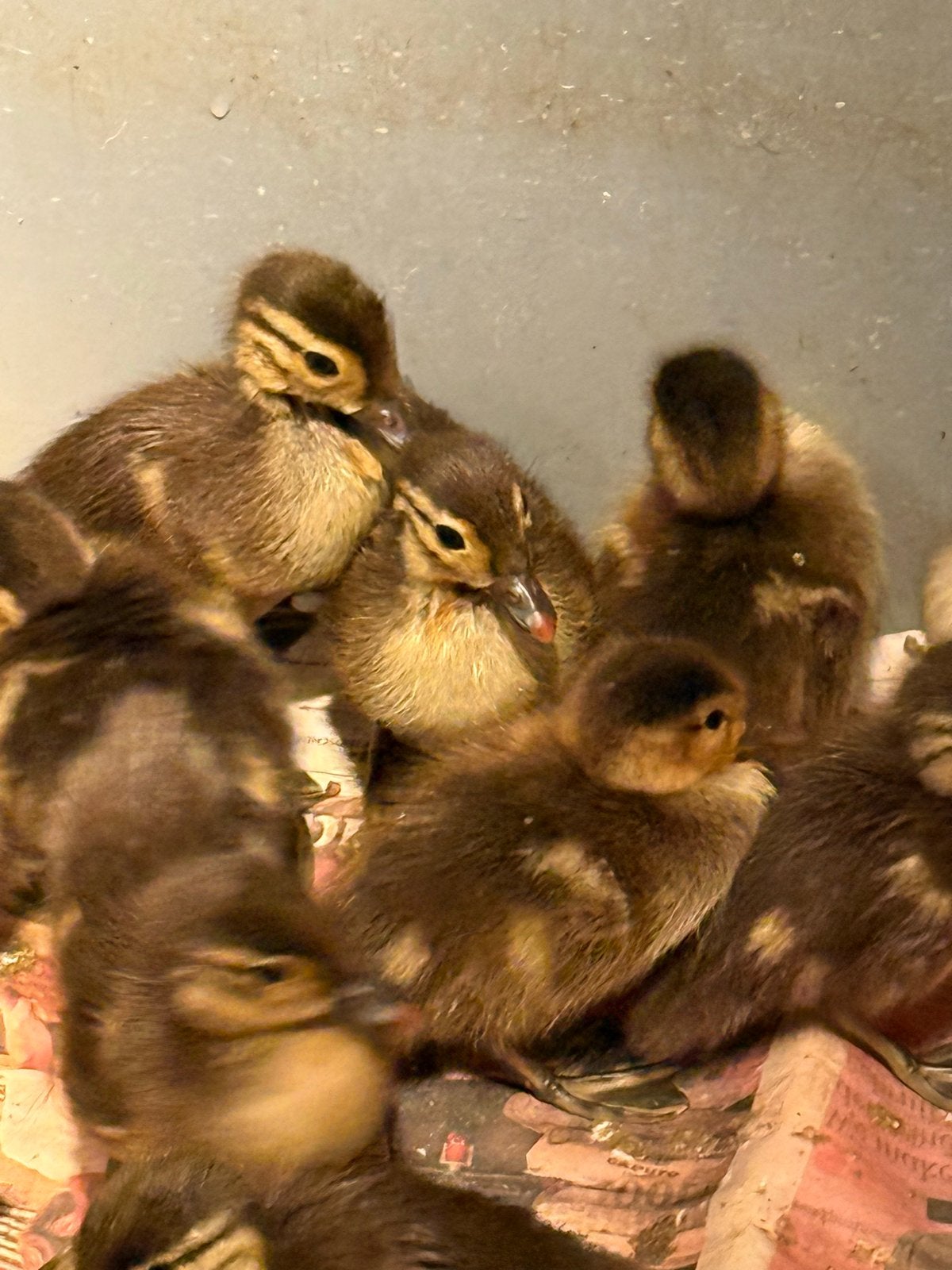 mandarijn eendjes te koop, Dieren en Toebehoren, Eend