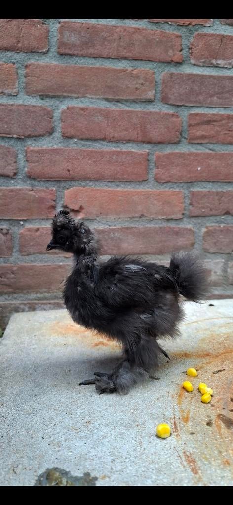 Zijdehoen kuikens, Dieren en Toebehoren, Pluimvee, Geslacht onbekend, Kip