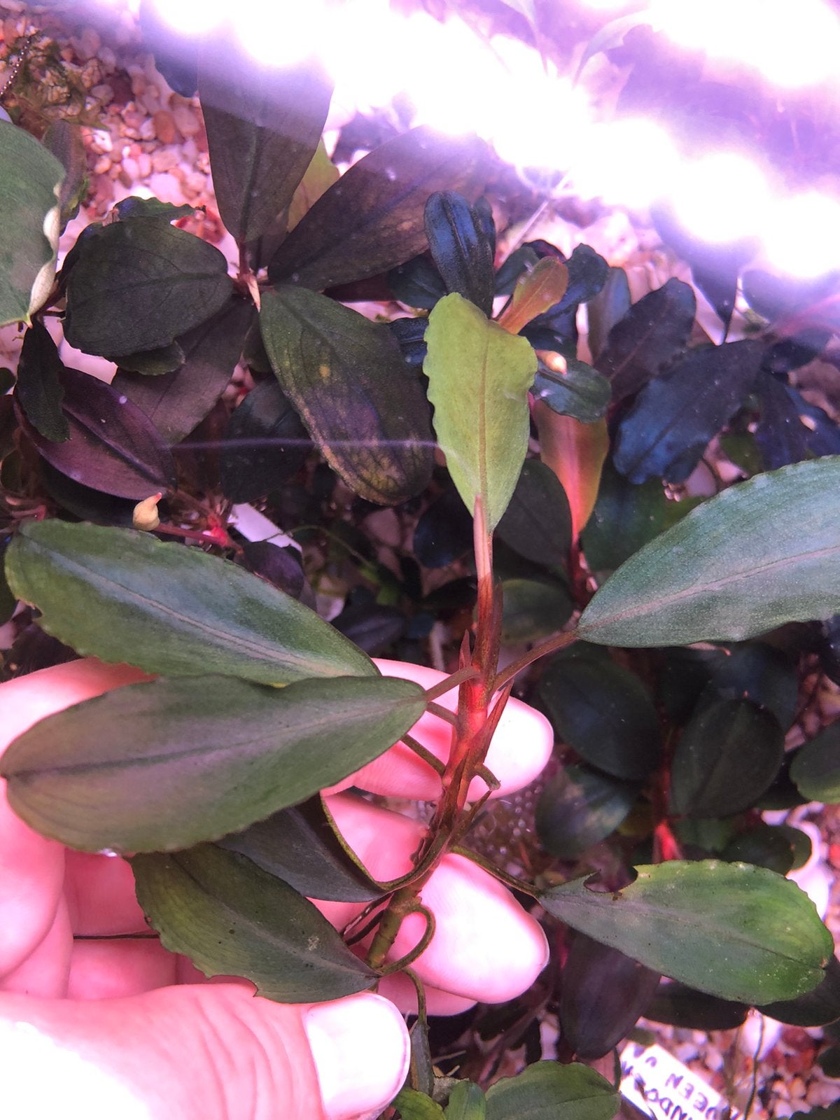 Bucephalandra Lalina, Dieren en Toebehoren, Ophalen of Verzenden, Plant(en), Steen of Hout