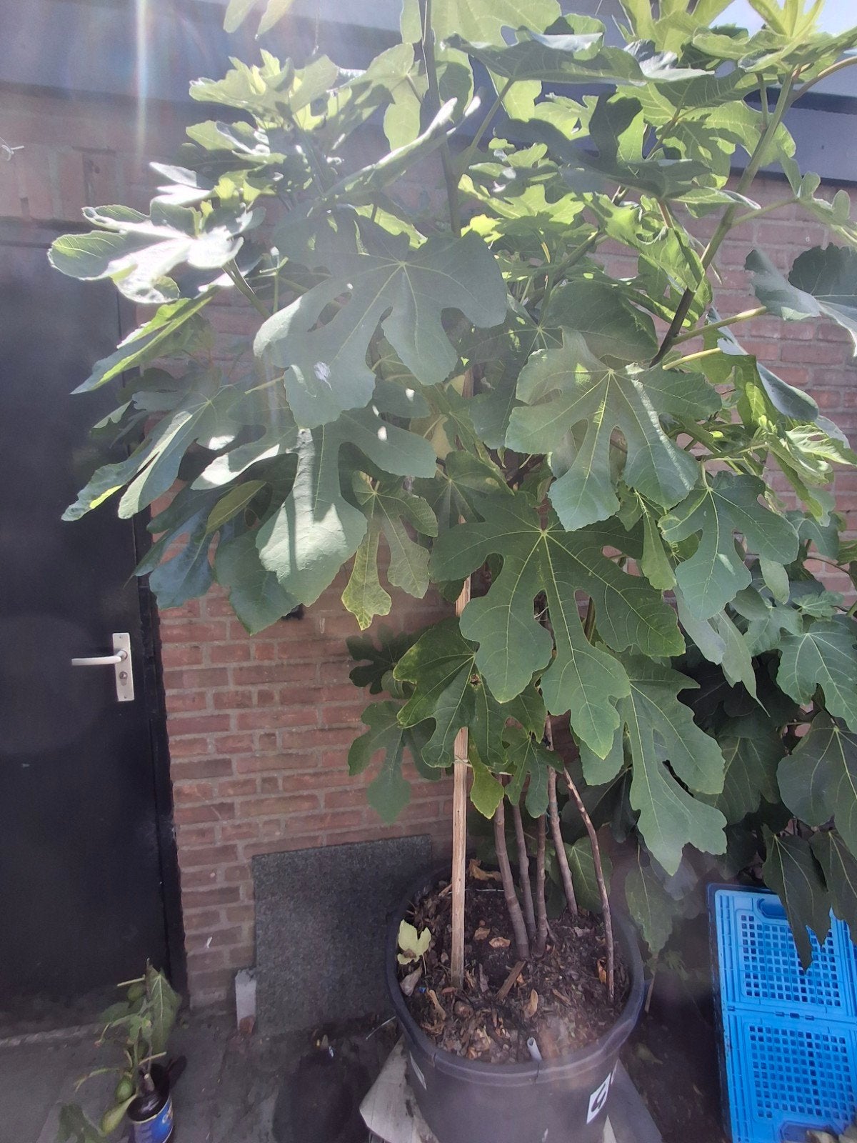 Turkey  brown vijgenboom, Tuin en Terras, Bloeit niet, Overige soorten, 100 tot 250 cm, Ophalen