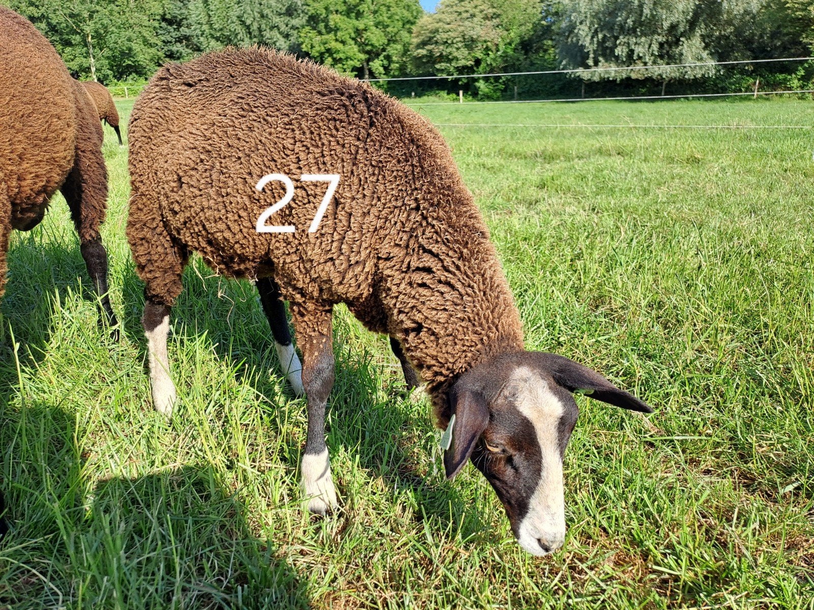 Zwartbles ooi, Dieren en Toebehoren, Vrouwelijk, Schaap, 0 tot 2 jaar