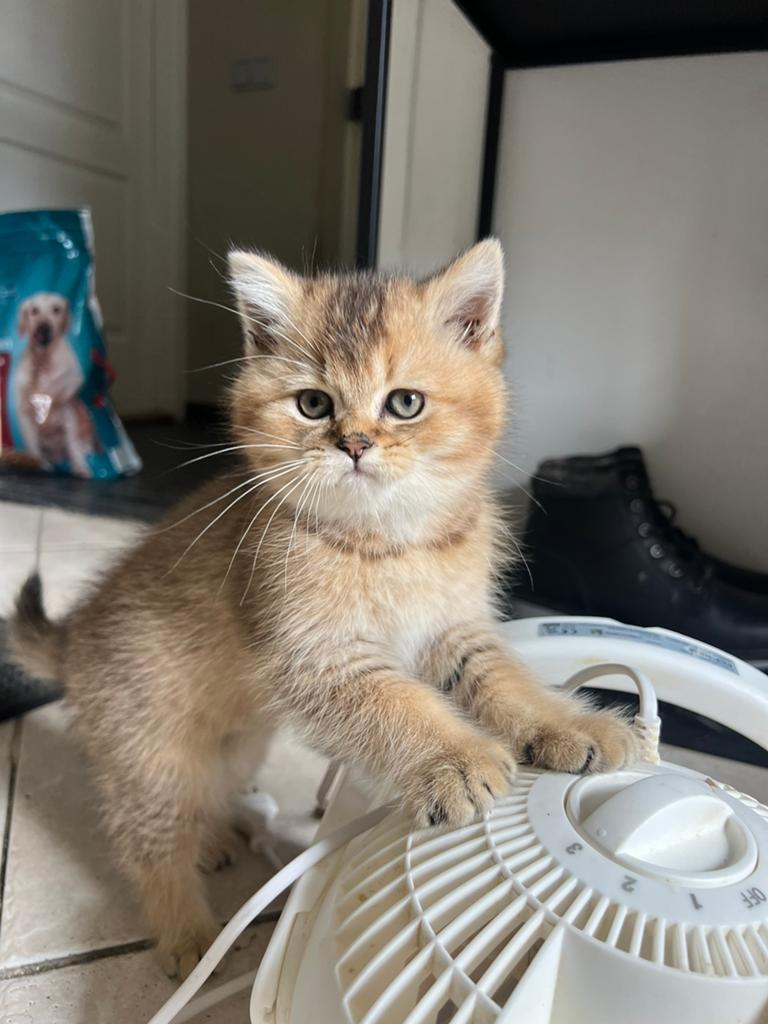 Prachtige British Shorthair Golden Katertjes Beschikbaar, Meerdere dieren, Ontwormd