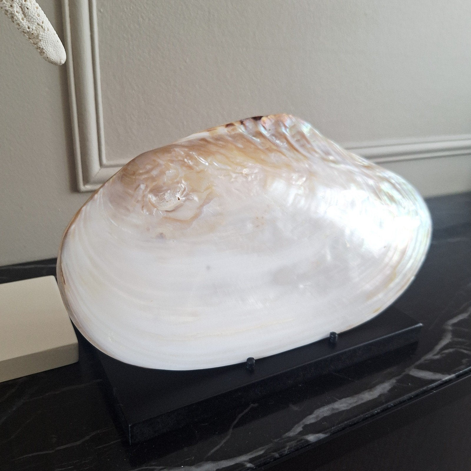 Mooie grote Dubbelzijdige dichte Parelmoer schelp op voet, Huis en Inrichting, Woonaccessoires | Overige, Nieuw, Ophalen of Verzenden