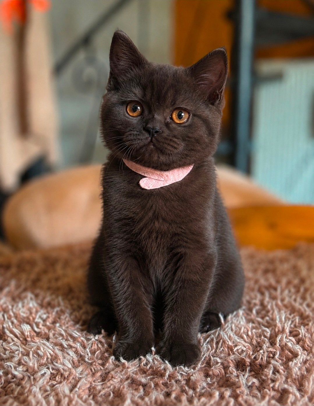 ️ Briitse korthaar poesje met stamboom, mag verhuizen, Poes, Met stamboom, 0 tot 2 jaar