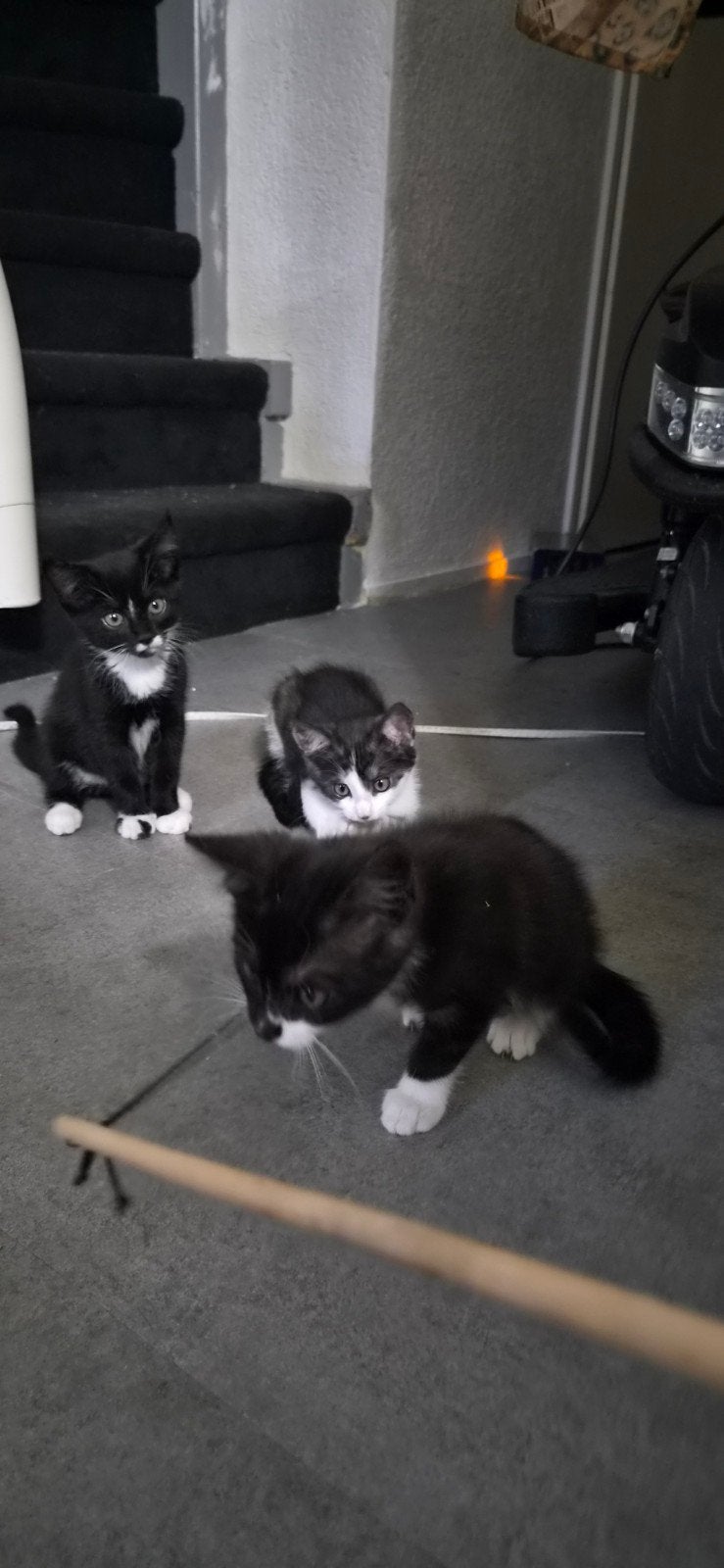 4 lieve kittens zoeken een nieuw thuis, Meerdere dieren, Langharig, 0 tot 2 jaar