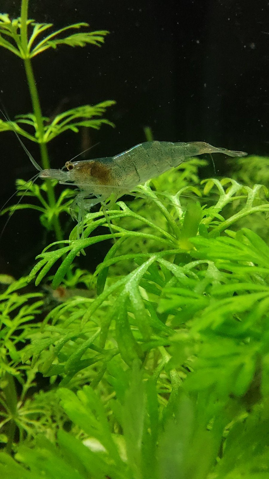 Te koop: mini Japonica-/ Neocaridina- garnalen, Dieren en Toebehoren, Vissen | Aquariumvissen, Kreeft, Krab of Garnaal
