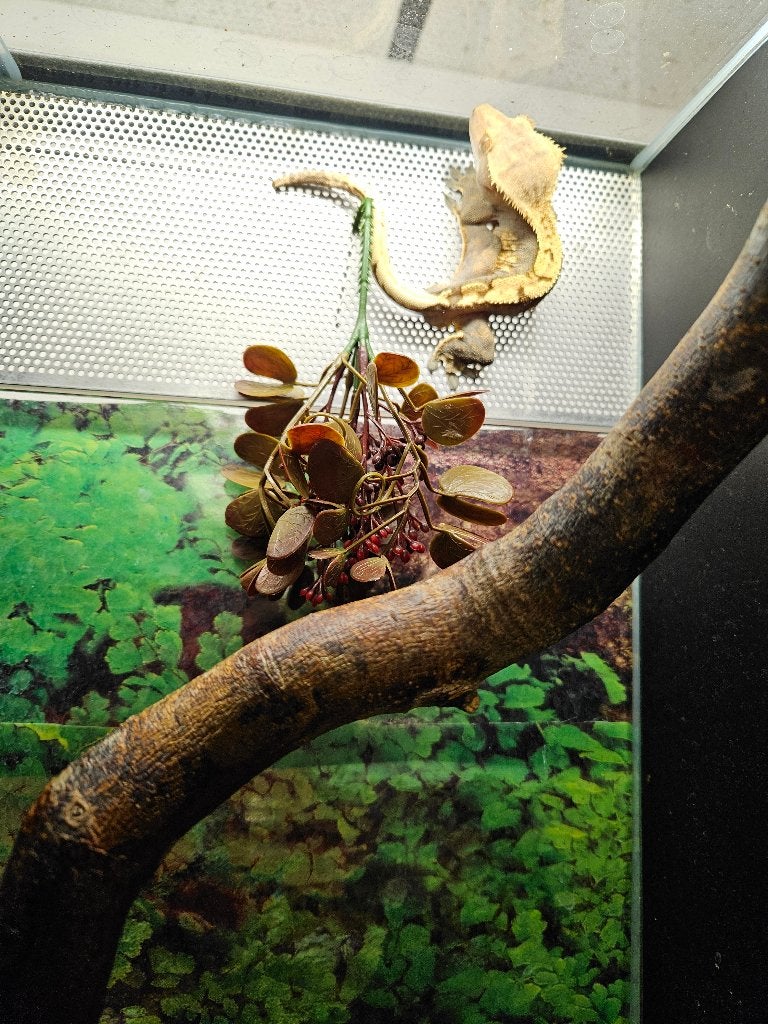 Correlophus ciliatus Wimpergekko's Crested Gecko photo 3