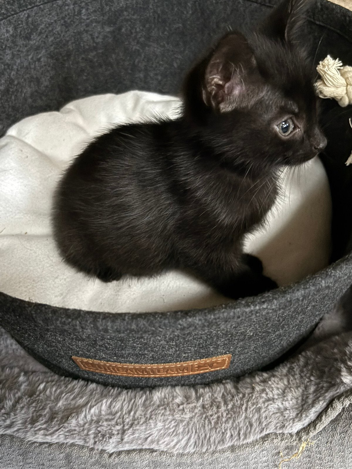 Kittens zoeken een fijn huis!, Meerdere dieren, 0 tot 2 jaar