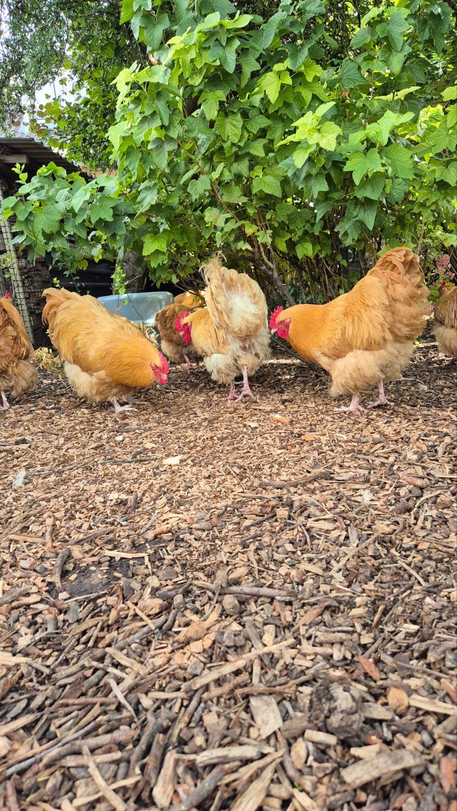 Orpington haan, Dieren en Toebehoren, Mannelijk, Kip