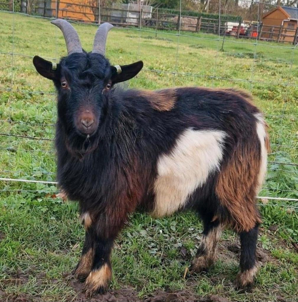 T.k.a Lieve dek bok, Dieren en Toebehoren