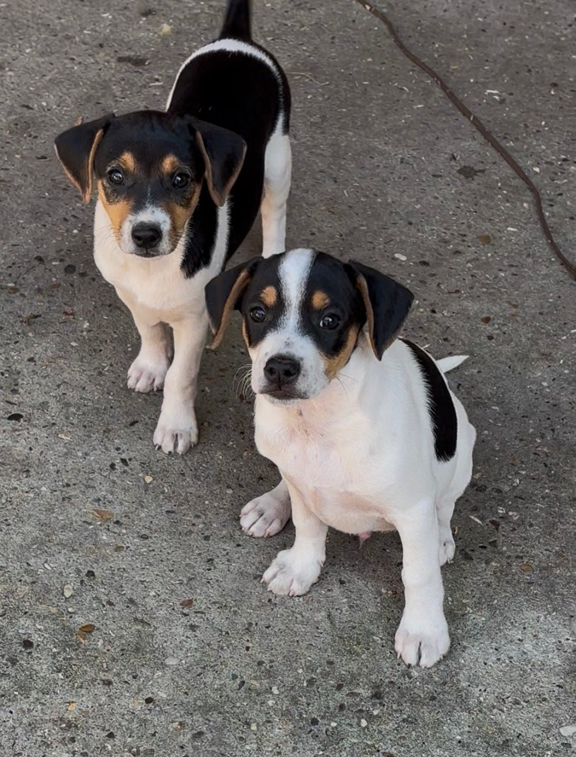 Boerenfox puppy’s, Dieren en Toebehoren, België, Particulier, 8 tot 15 weken, Meerdere