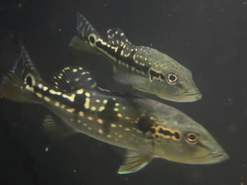 Temensis Cichla 20 cm, Vis