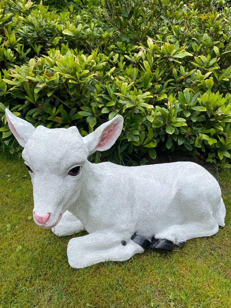 Beeld Geit wit liggend tuin, gazon, boerderij 75cm, Tuin en Terras, Tuinbeelden, Ophalen, Nieuw, Kunststof, Dierenbeeld