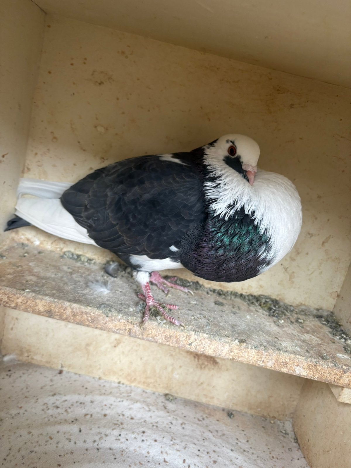 Andalous blauwbonte doffer, Dieren en Toebehoren, Mannelijk, Kropper