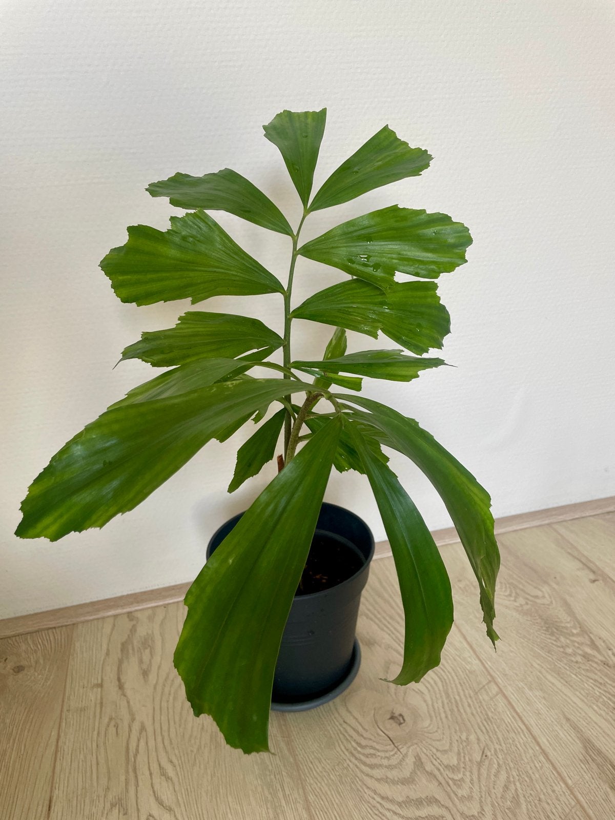 Kleine Caryota Mitis Fishtail Palm, Ophalen, Palm, Halfschaduw, In pot