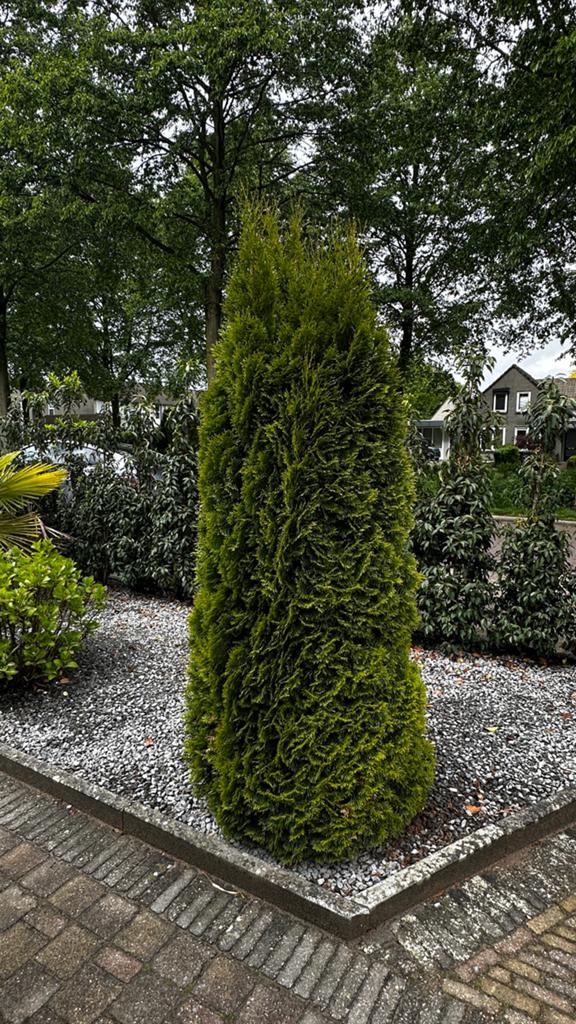 Hoog Groene Conifeer Thuja, Vaste plant, Bloeit niet, Halfschaduw, Ophalen