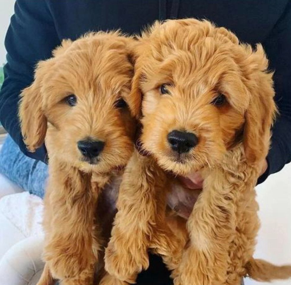 Goldendoodle Labradoodle pup voor Autisme ADHD Angststoornis, Golden retriever, Parvo, 8 tot 15 weken, Meerdere