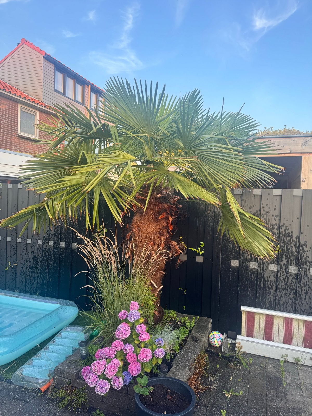 Gratis Trachycarpus palmboom - zelf uitgraven, Volle zon, Vaste plant, Bloeit niet, Ophalen