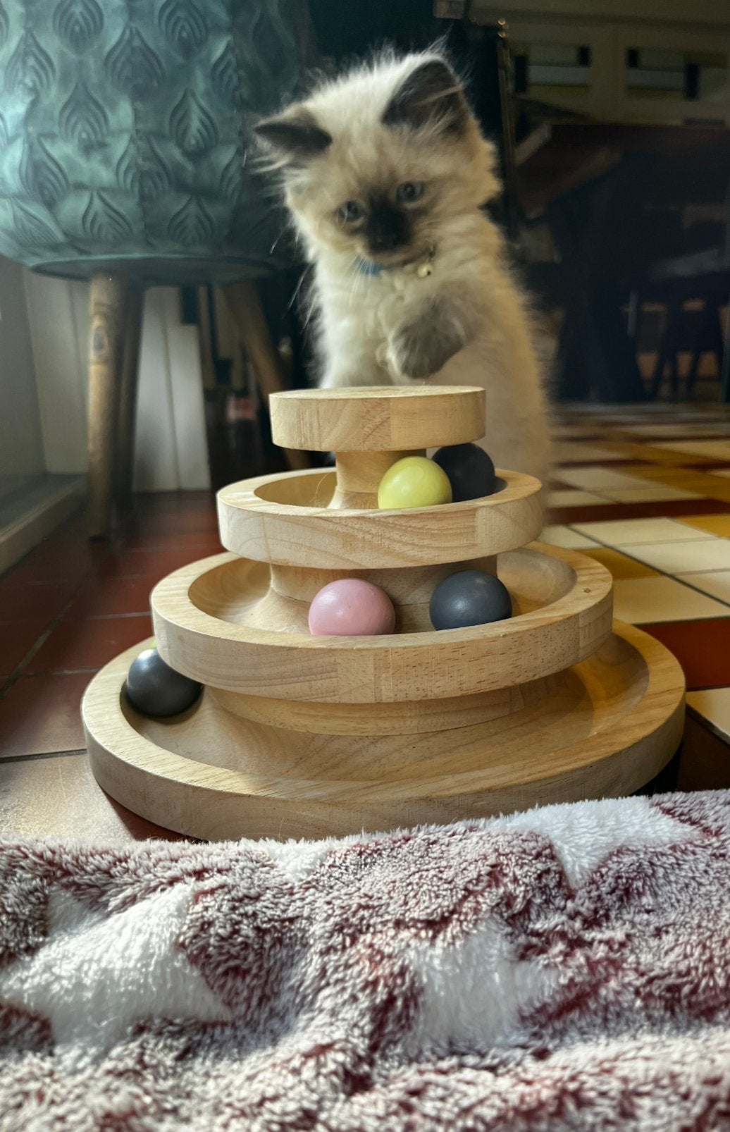 Ragdoll kitten kater, Dieren en Toebehoren, Katten en Kittens | Raskatten | Langhaar, Kater, Ontwormd, 0 tot 2 jaar