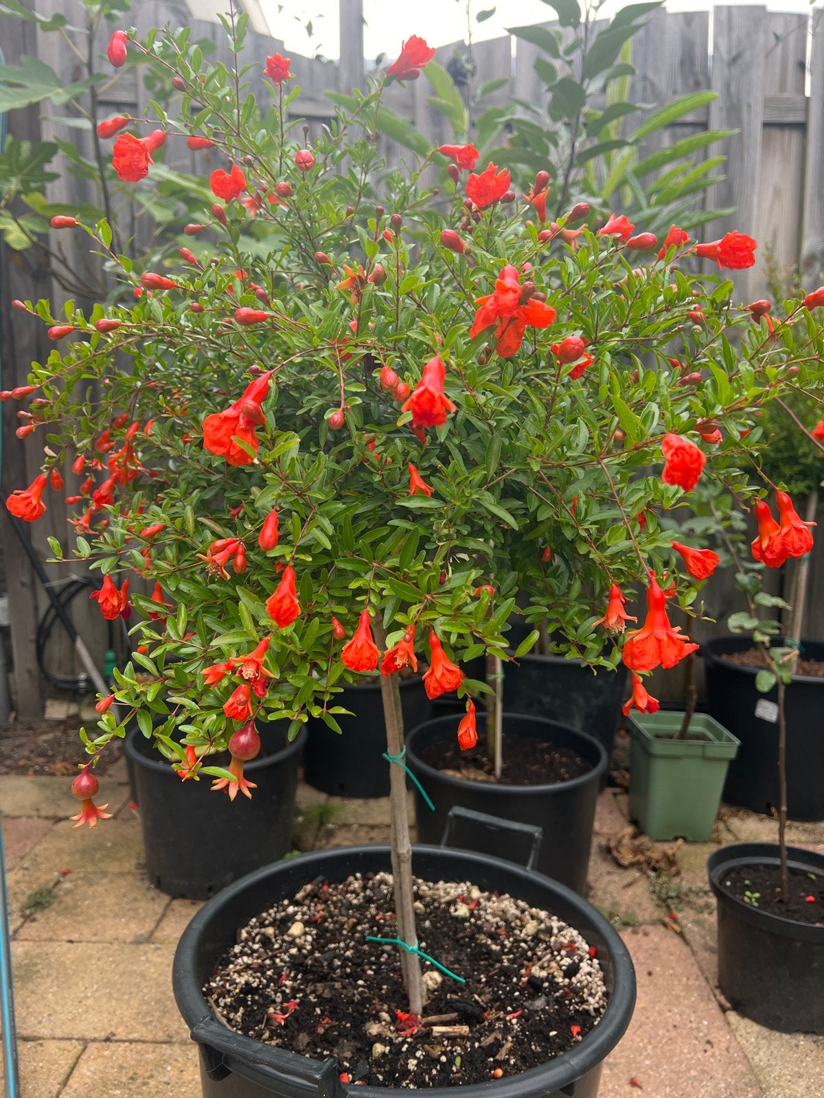 Perzische Granaatappelboom (NANA) - Sierlijke Fruitplant, Volle zon, Vaste plant, Ophalen of Verzenden, Zomer