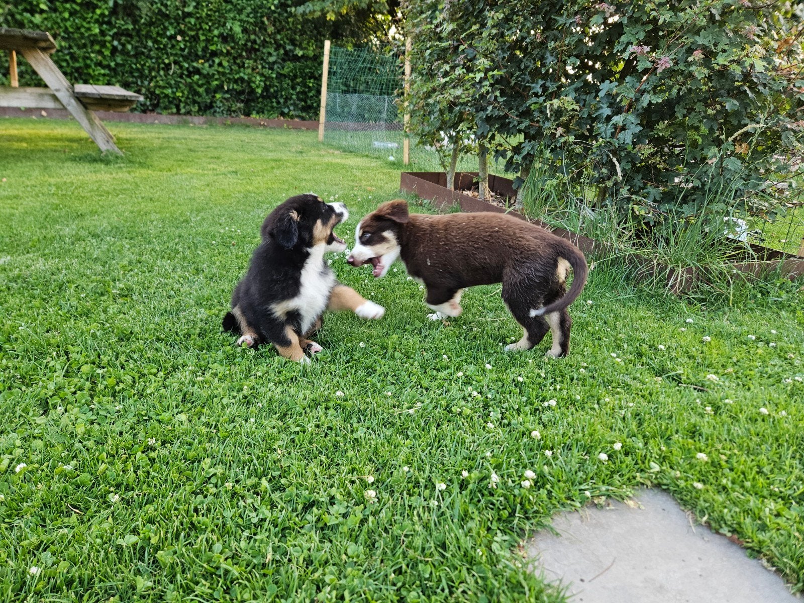 Mini Australian/American shepherd pups nog 2 te koop!, Parvo, Overige rassen, 8 tot 15 weken, Meerdere