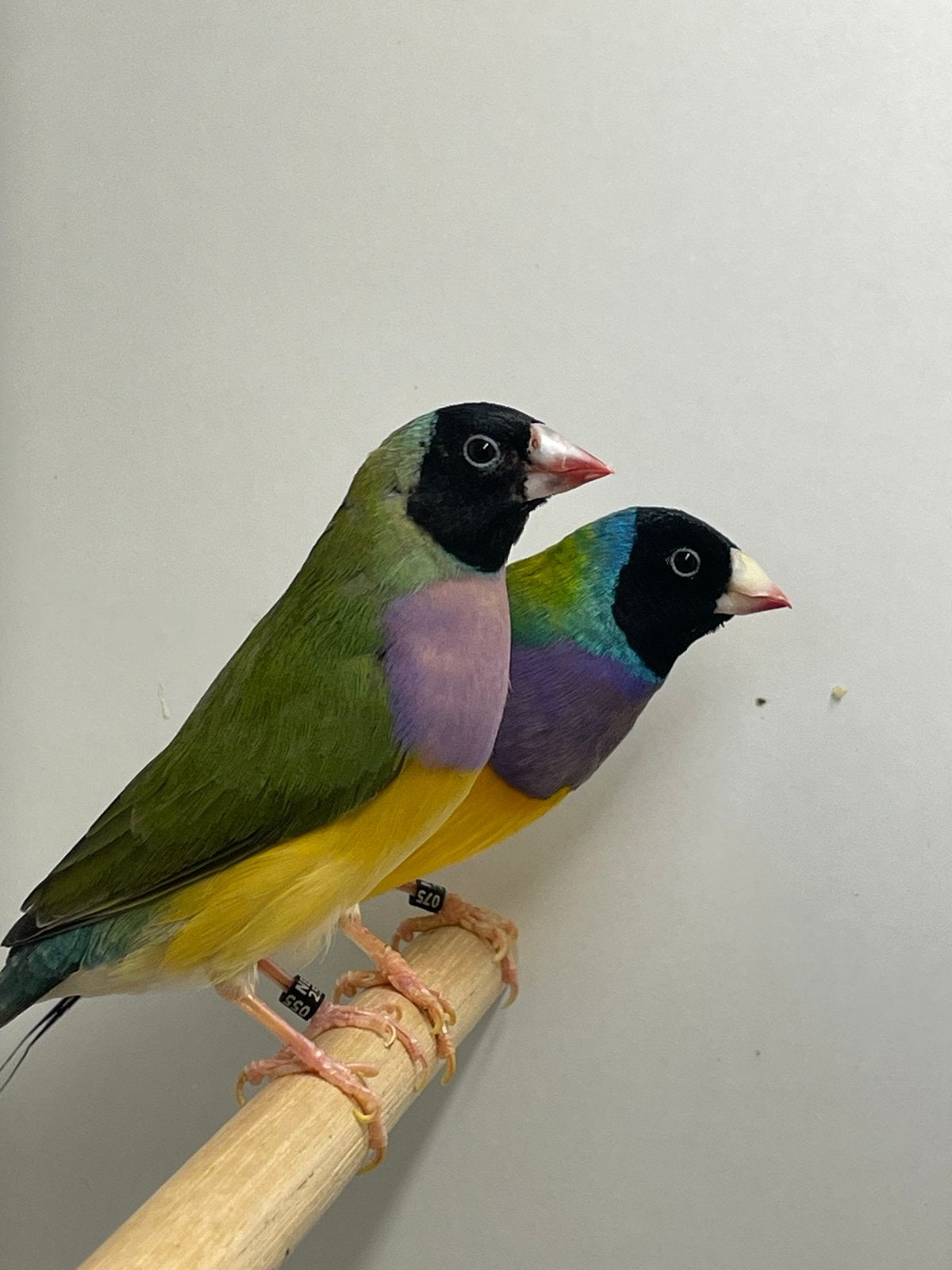 Gouldamadines, Dieren en Toebehoren, Meerdere dieren, Tropenvogel, Geringd