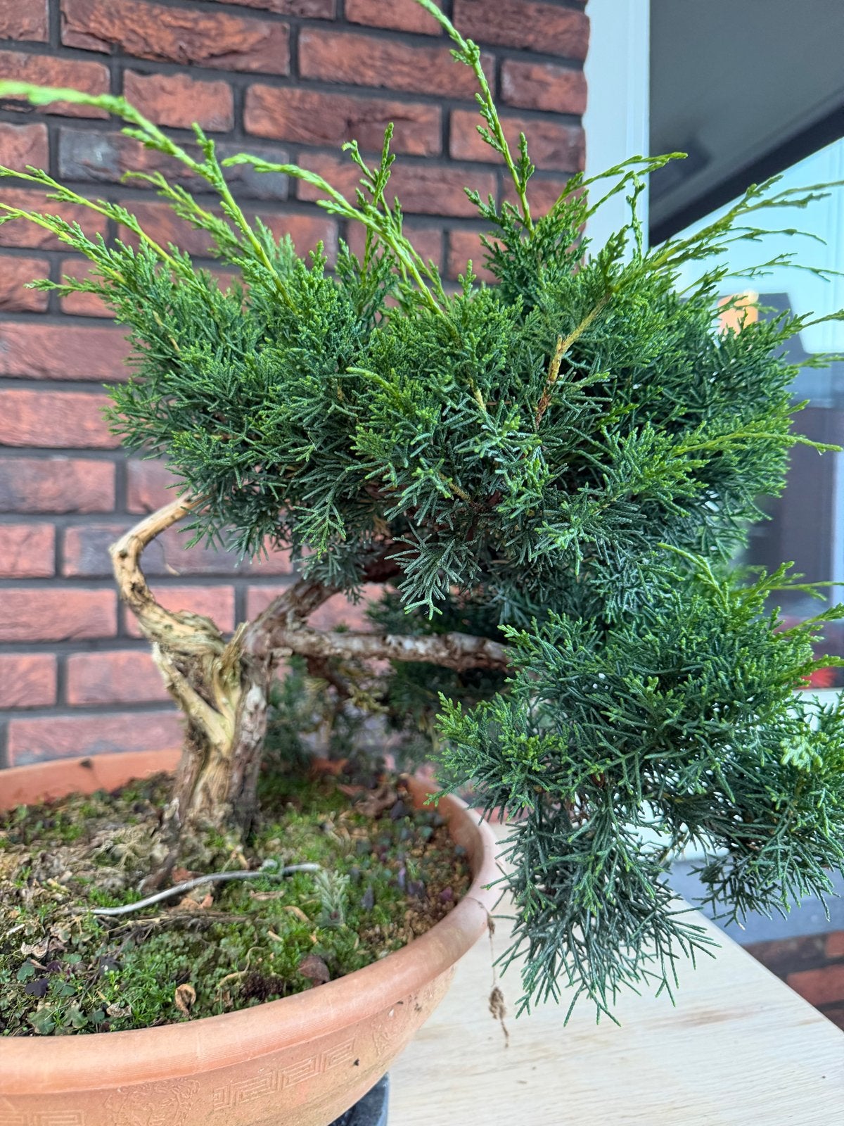 Juniperus chinensis bonsai met goede wortelvoet, Volle zon, Vaste plant, Bloeit niet, Ophalen