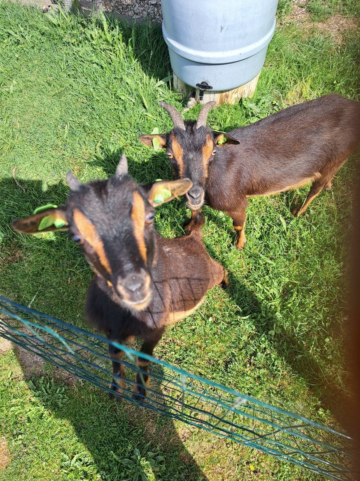 Lieve black en tan geiten, Vrouwelijk, Geit