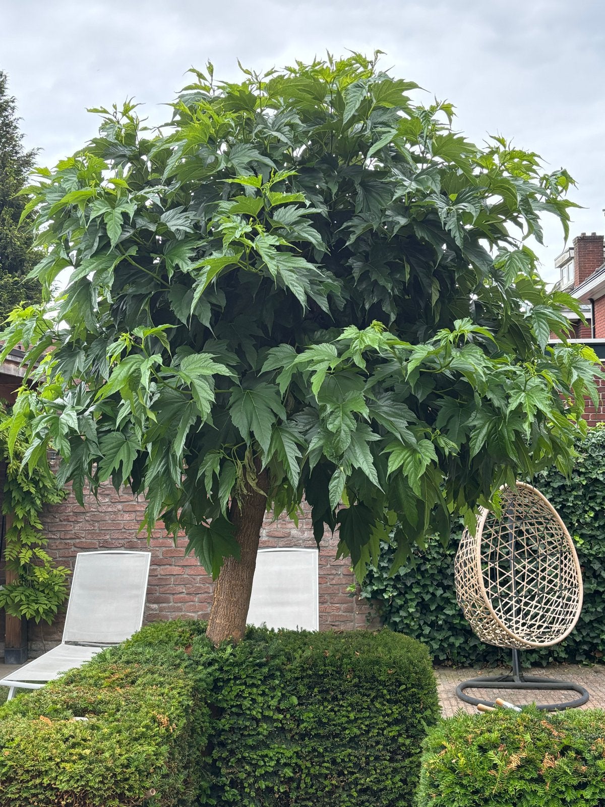 Witte moerbei, zonder vruchten, Ophalen, Bloeit niet, Halfschaduw, Overige soorten