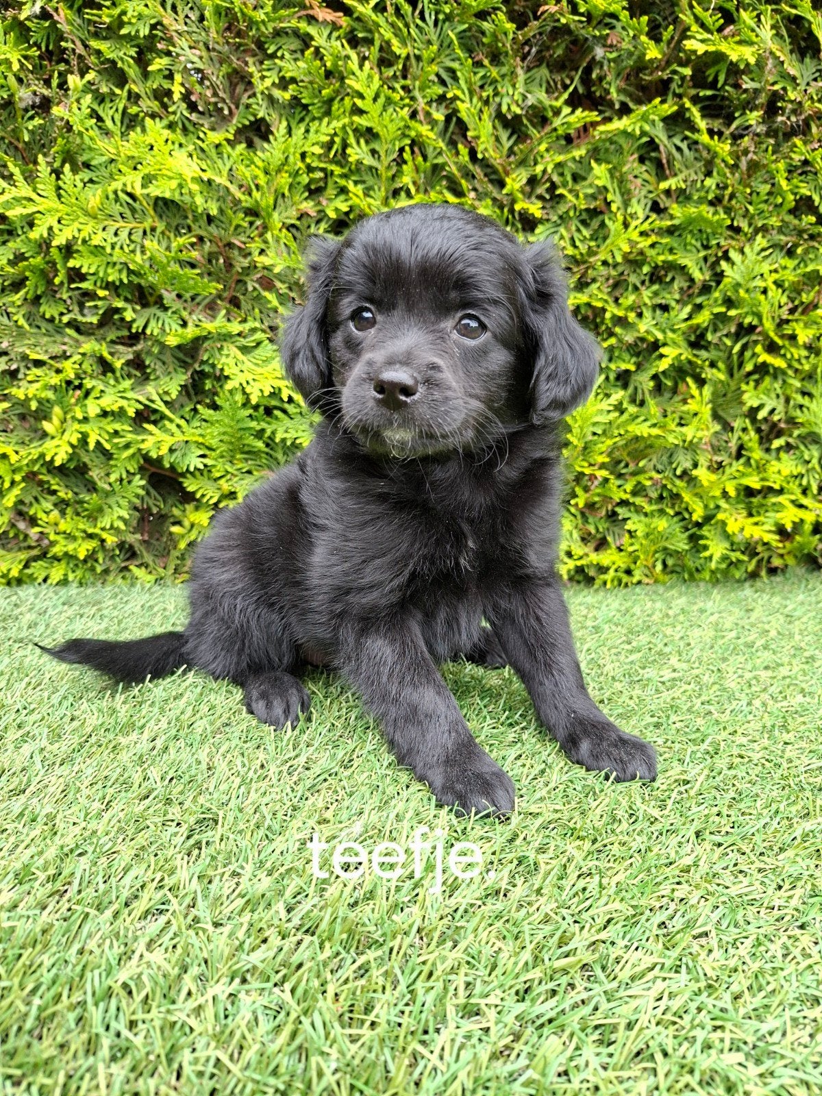 mooie speelse kruising pup., Parvo, Overige rassen, 8 tot 15 weken, Meerdere