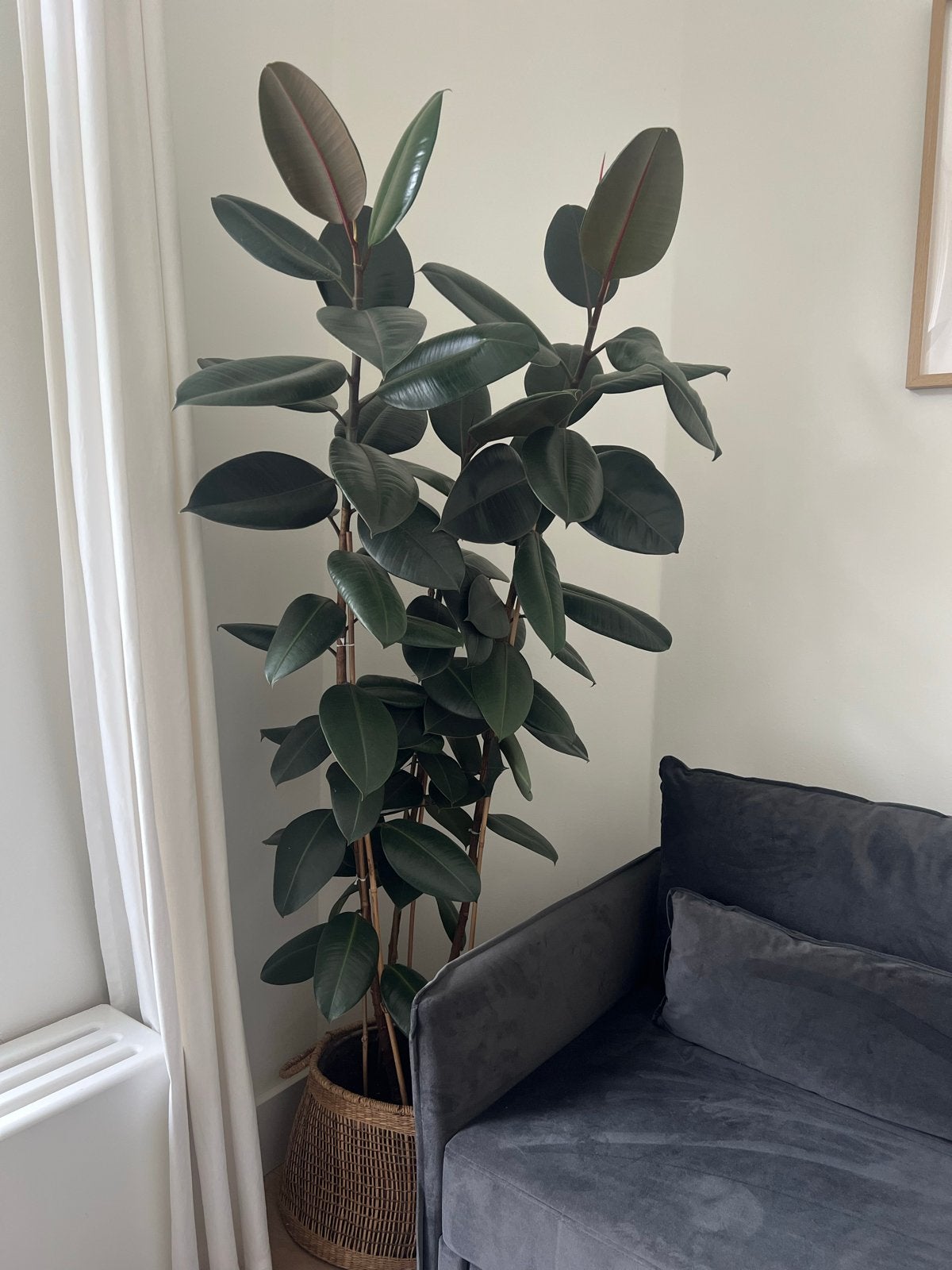 Grote Rubberboom (Ficus elastica 'Abidjan') - 180cm, Ophalen, Ficus, Halfschaduw, 150 tot 200 cm