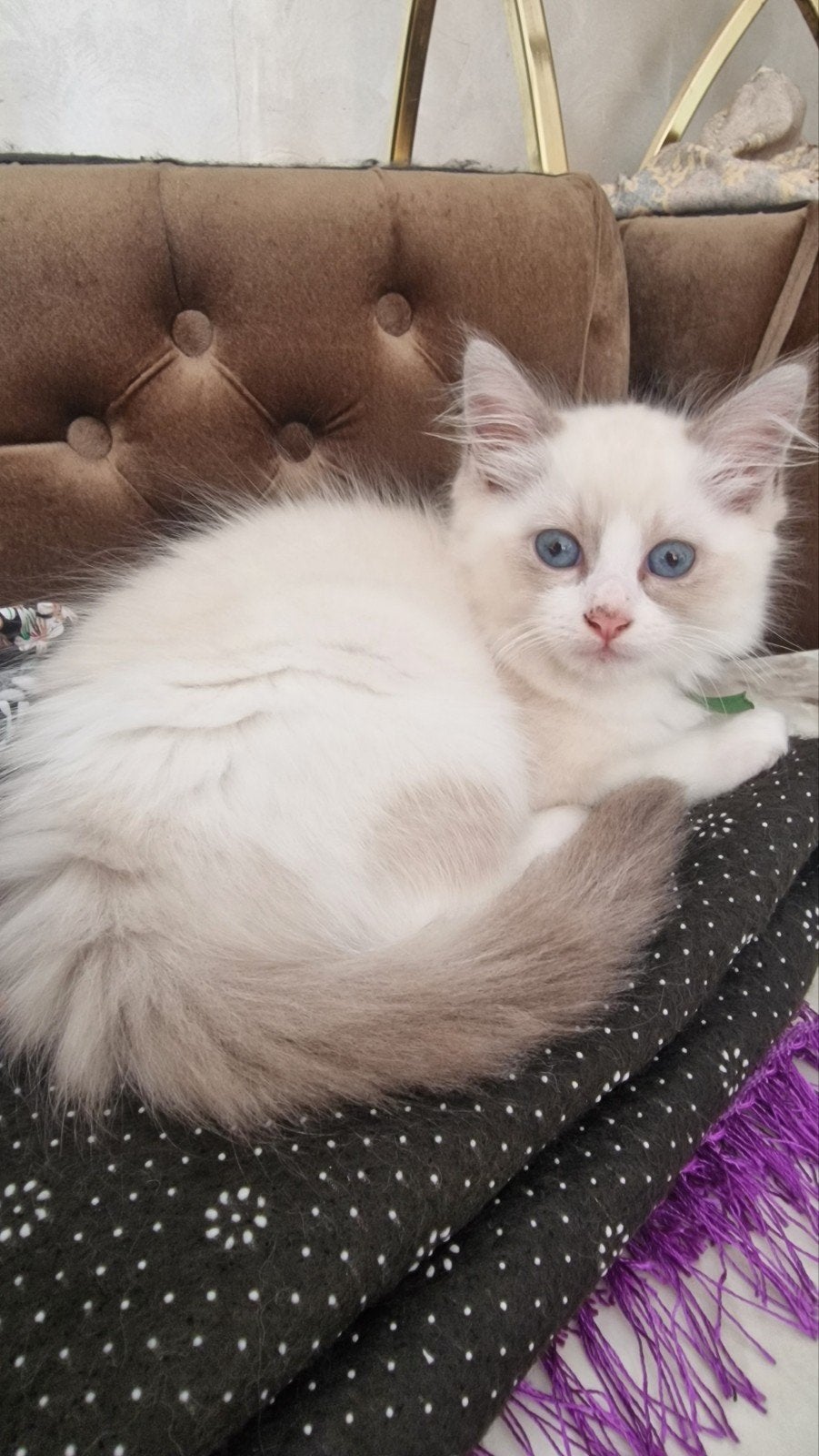 Ragdoll kittens, Meerdere dieren