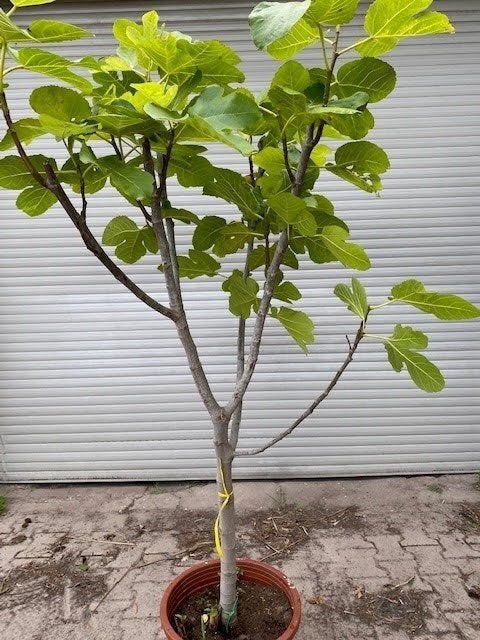 Gezocht Gratis vijgenboom Appelboom etc., Tuin en Terras, Planten | Bomen, Overige soorten, 100 tot 250 cm, Zomer, Ophalen