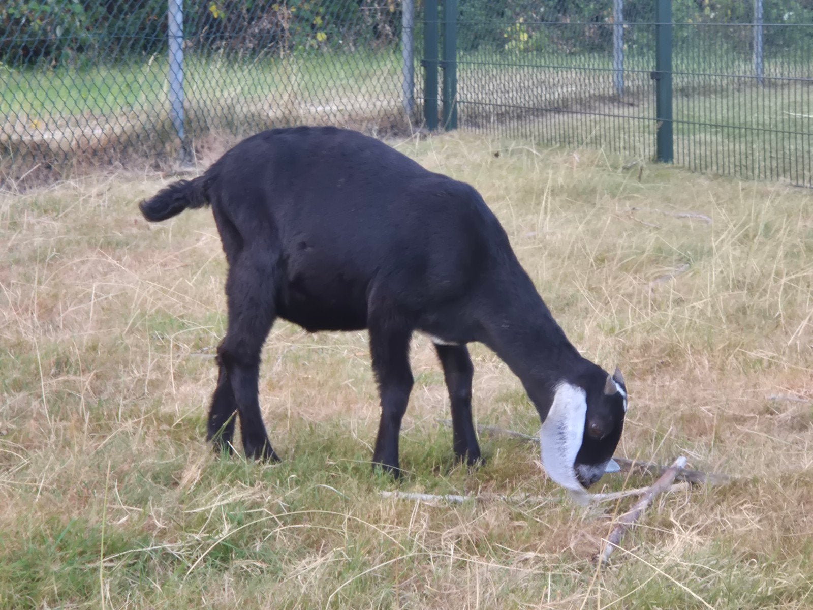 Nubische bokje, Dieren en Toebehoren, Schapen, Geiten en Varkens, Mannelijk, Geit, 0 tot 2 jaar