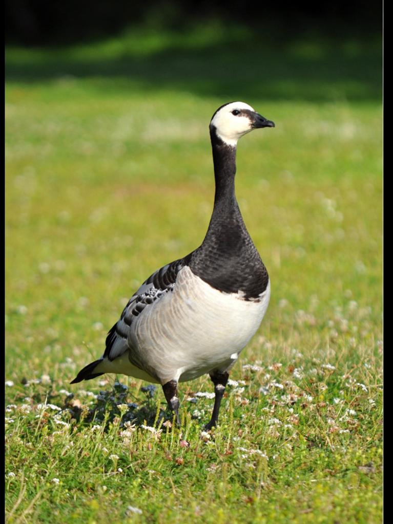 Brandgans broedeieren, Dieren en Toebehoren, Vogels | Overige Vogels, Geslacht onbekend
