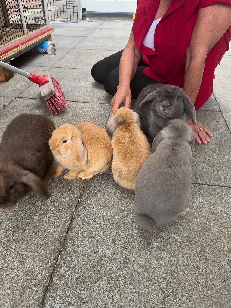 Tamme, nieuwsgierige Duitse hangoor jongen, Meerdere dieren, Middelgroot, Hangoor, 0 tot 2 jaar