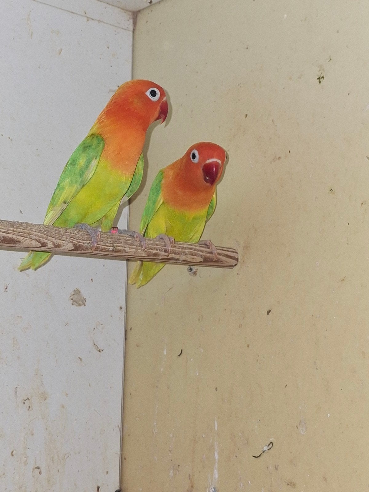 Kweekstel ficheries, Dieren en Toebehoren, Meerdere dieren, Dwergpapegaai of Agapornis
