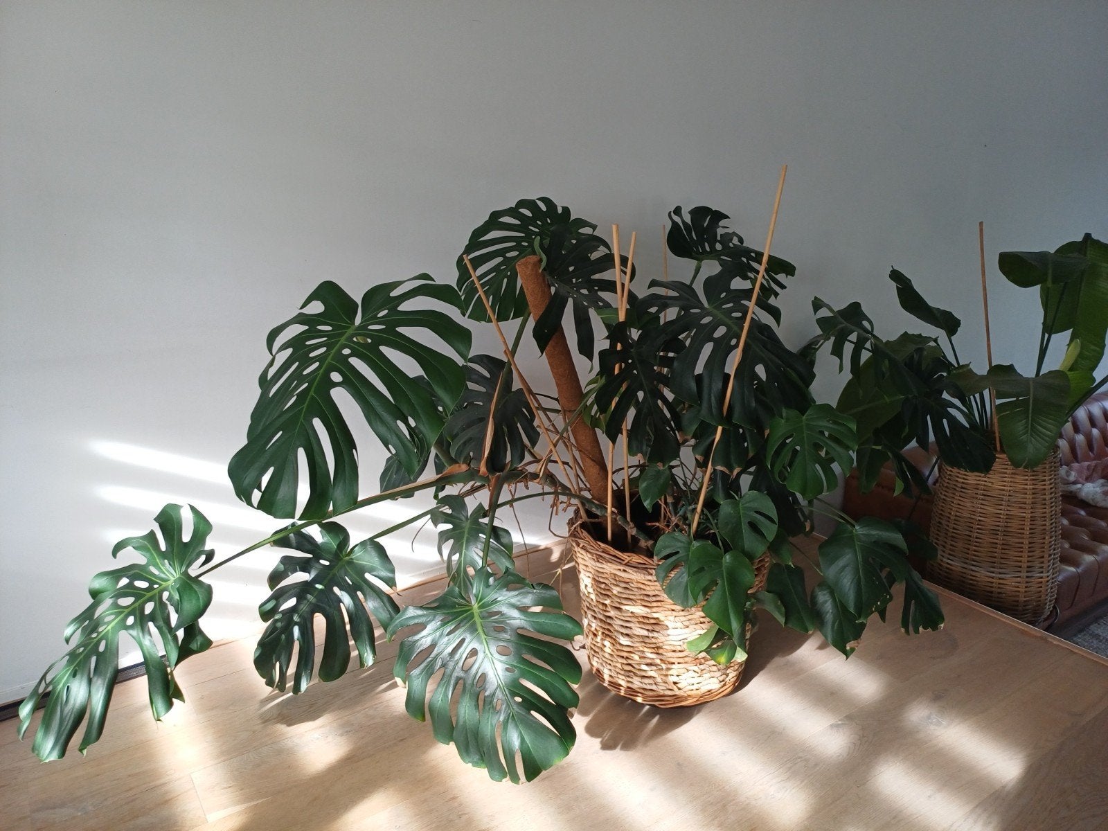 Monstera met groot blad in vaste mand/pot, Ophalen, Overige soorten, 100 tot 250 cm