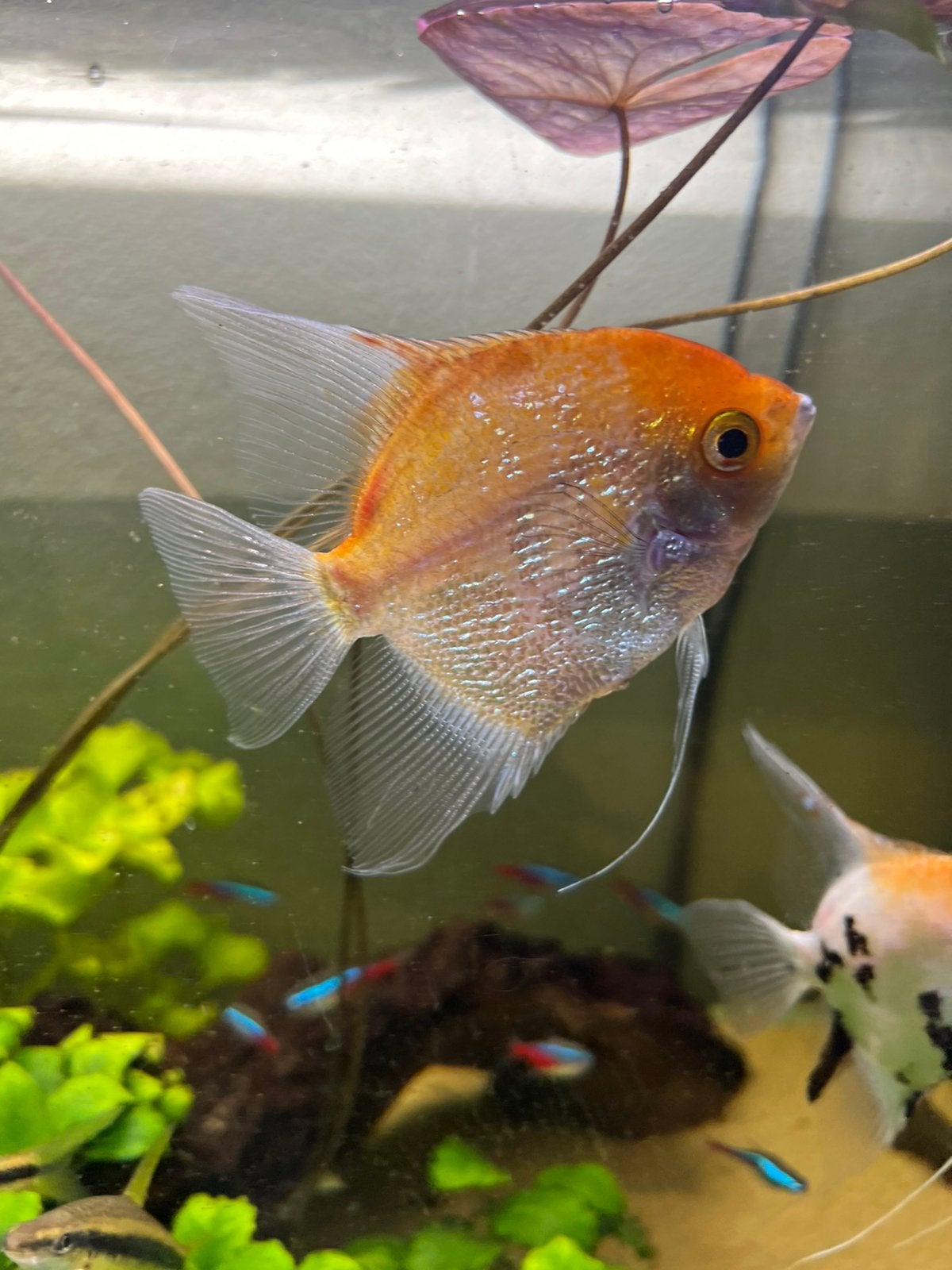 Maanvissen, Dieren en Toebehoren, Vissen | Aquariumvissen, Vis