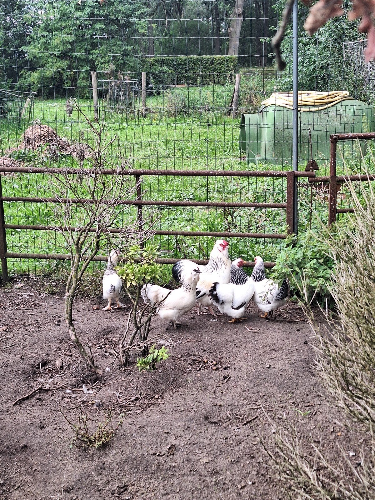 1haan 4 hennen, Dieren en Toebehoren, Meerdere dieren, Kip
