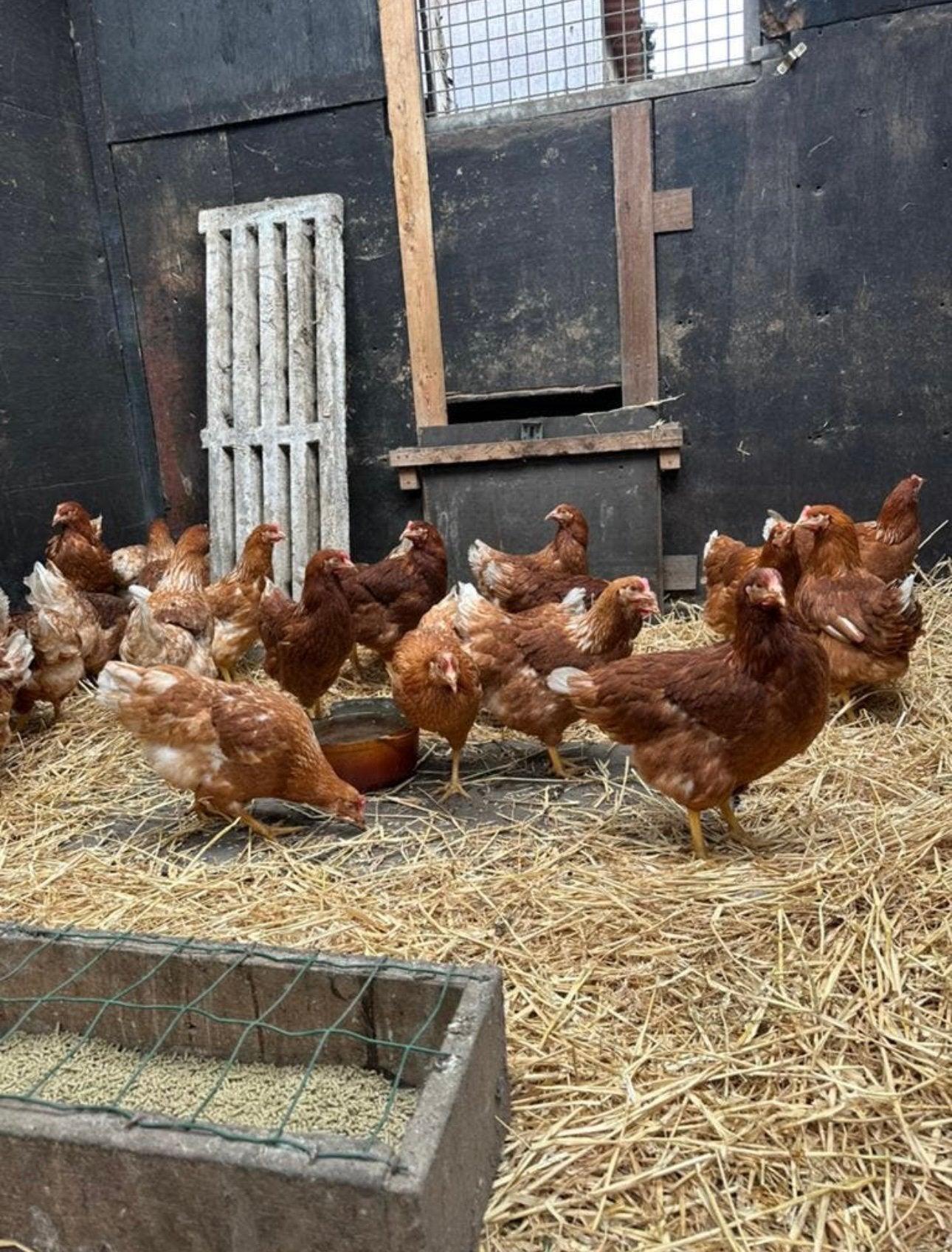 Jonge bruine legkippen te koop, Dieren en Toebehoren, Pluimvee, Vrouwelijk, Kip