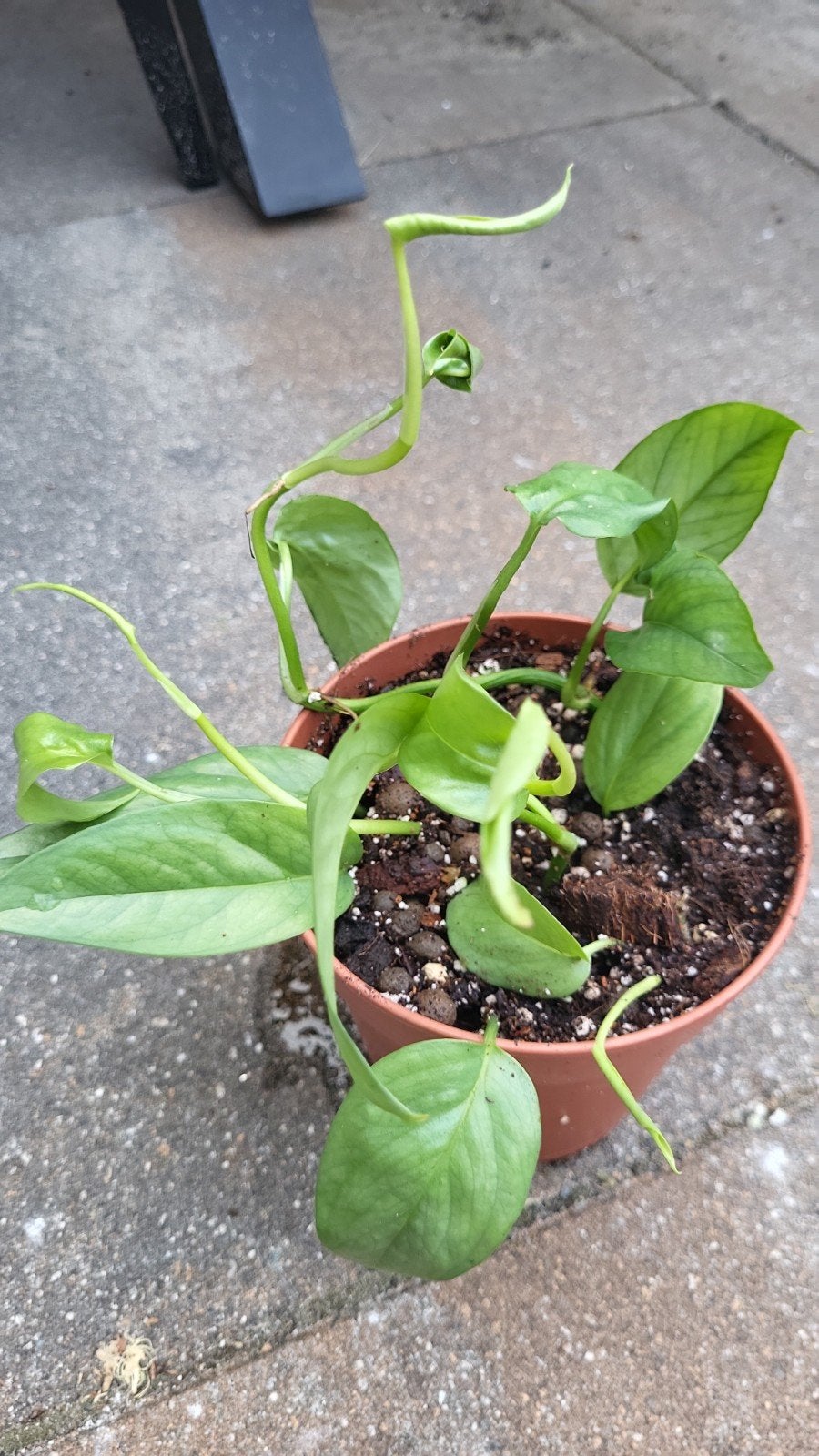 Epipremnum Pinnatum Cebu Blue - Meerdere stekken, Overige soorten, In pot, Minder dan 100 cm, Groene kamerplant