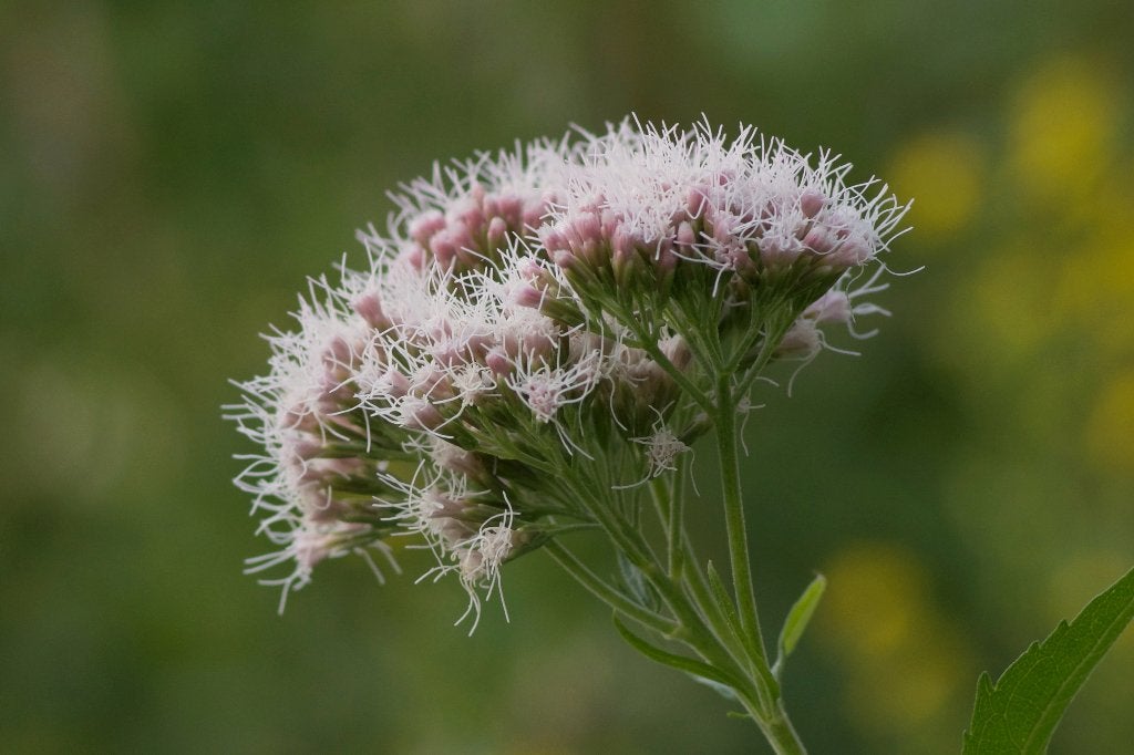 Zaden koninginnekruid (Eupatorium cannabinum) - inheems, Ophalen of Verzenden, Voorjaar, Volle zon, Zaad