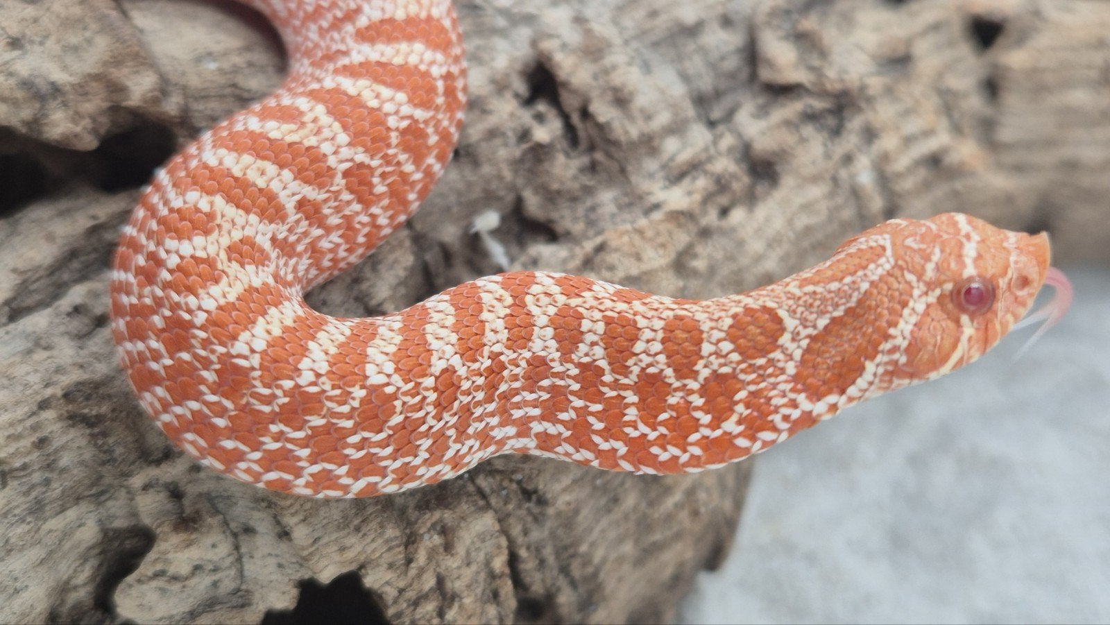 Exred albino haakneusslang Hognose Snake photo 5