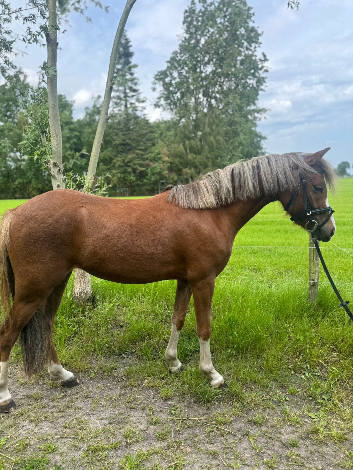 Fijne en knappe  3 jarige  C pony merrie (welsh), Dieren en Toebehoren, Pony's, Merrie, Zadelmak, 3 tot 6 jaar