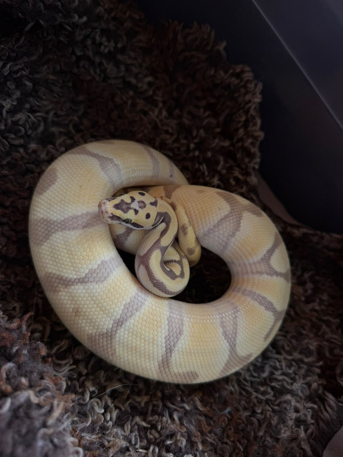 1.0 Super enchi pastel desert ghost Ball Python - male for sale from Yarincke